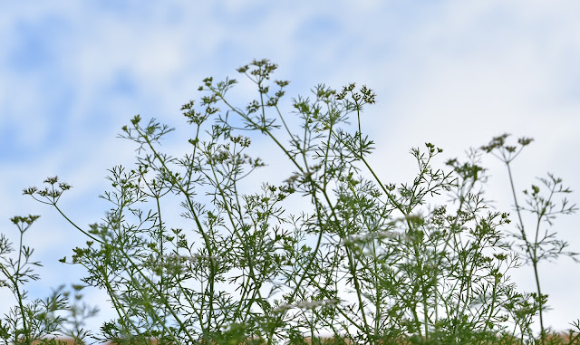Cilantro/ Coriander flowers- Compound Umbel Inflorescence
