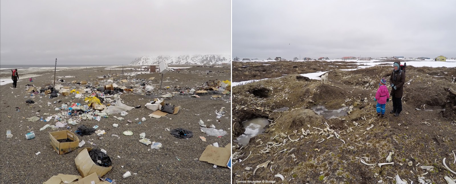 biotope Gambell, St.Lawrence island Alaska spring birding