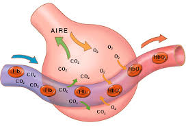 intercambio de gases a nivel alveolar