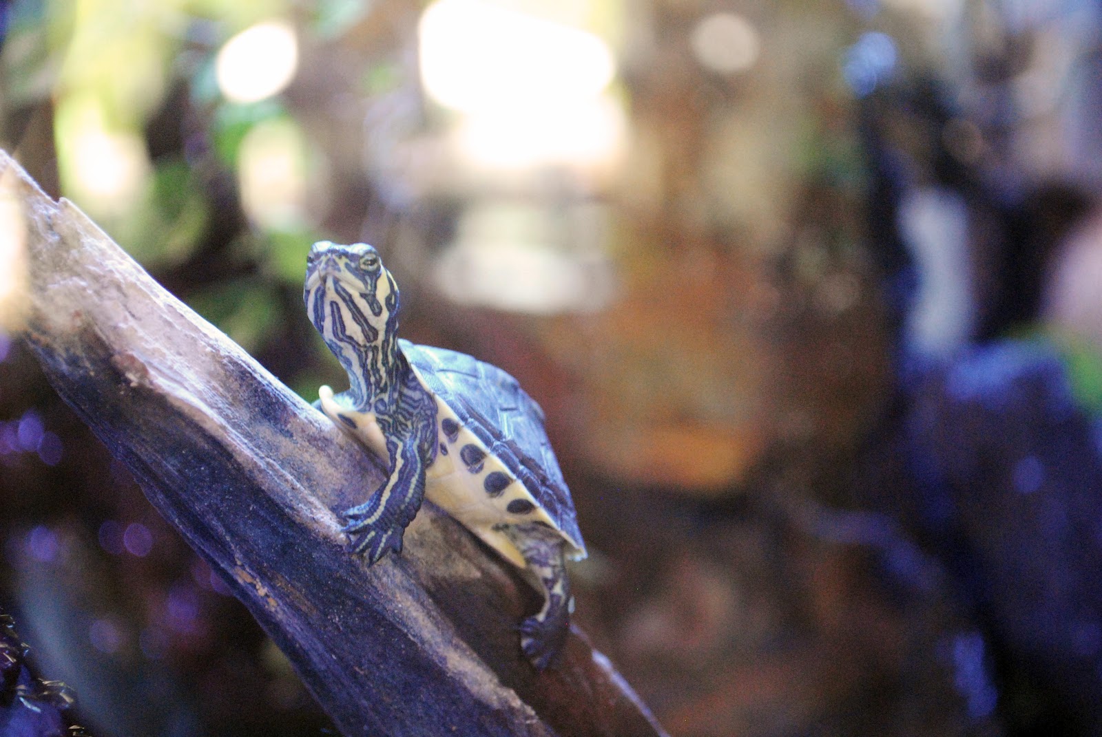 swallow's heart: Adventures Oxbow Reptile Fest, Columbus, GA