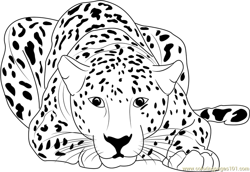 cheetah-coloring-pages-coloring-print