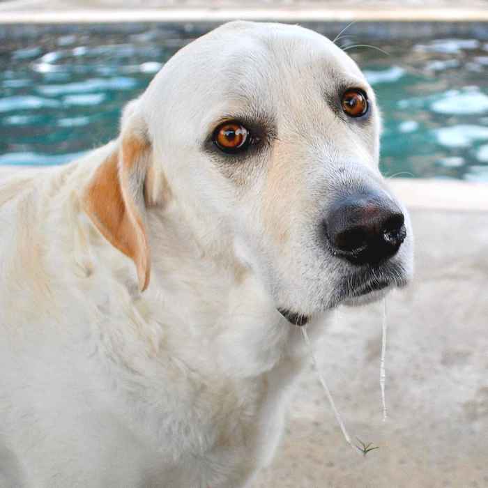 Why Do Dogs Drool? Discover all The Causes of Dog Drooling DOGALYO