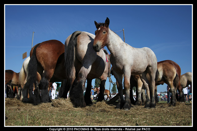 groupe de chevaux de trait à la foire Commerciale et Agricole de Sedan