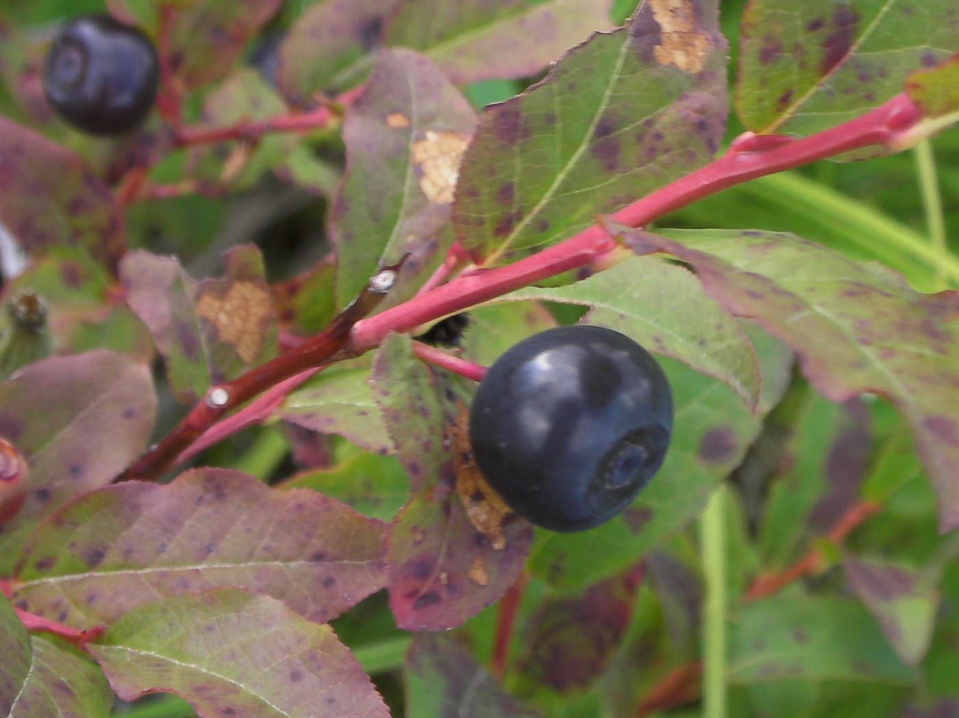 Quaoar Power Zoo Vancouverarea berries