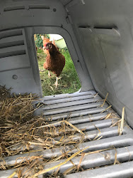 easy eglu coop chicken really