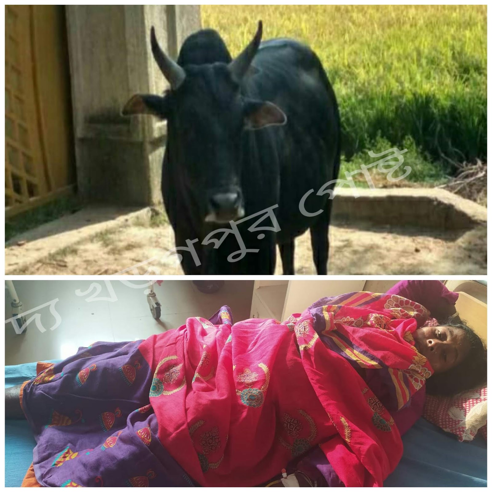 কালুর তান্ডবে আতঙ্ক ডেবরায়, ২৫টা সেলাই নিয়ে সুপার স্পেশালিটি হাসপাতালে বিপন্ন মহিলা 1 কালুর তান্ডবে আতঙ্ক ডেবরায়, ২৫টা সেলাই নিয়ে সুপার স্পেশালিটি হাসপাতালে বিপন্ন মহিলা