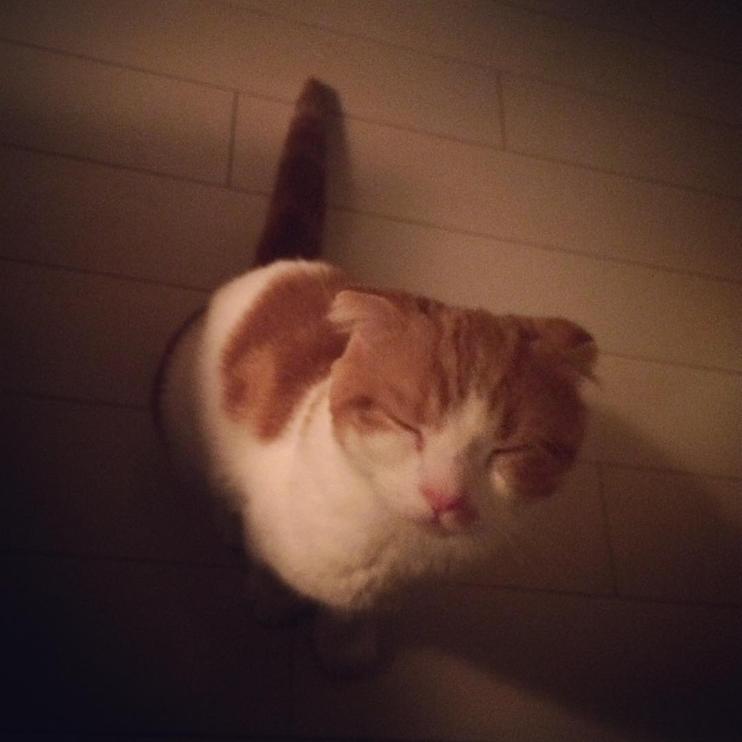 강지영네 고양이 | 인스티즈