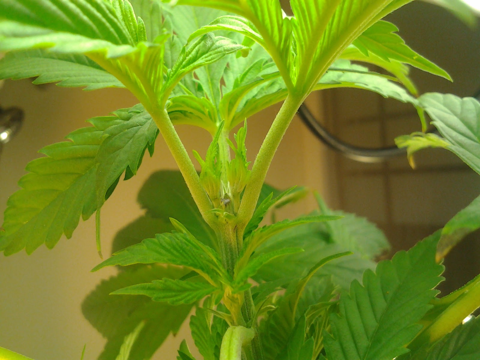 How to Top your Marijuana Plant Cannabis Digest