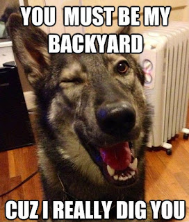 Dog Memes Dog Memes