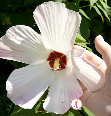 Большой цветок гибискуса в Болгарии