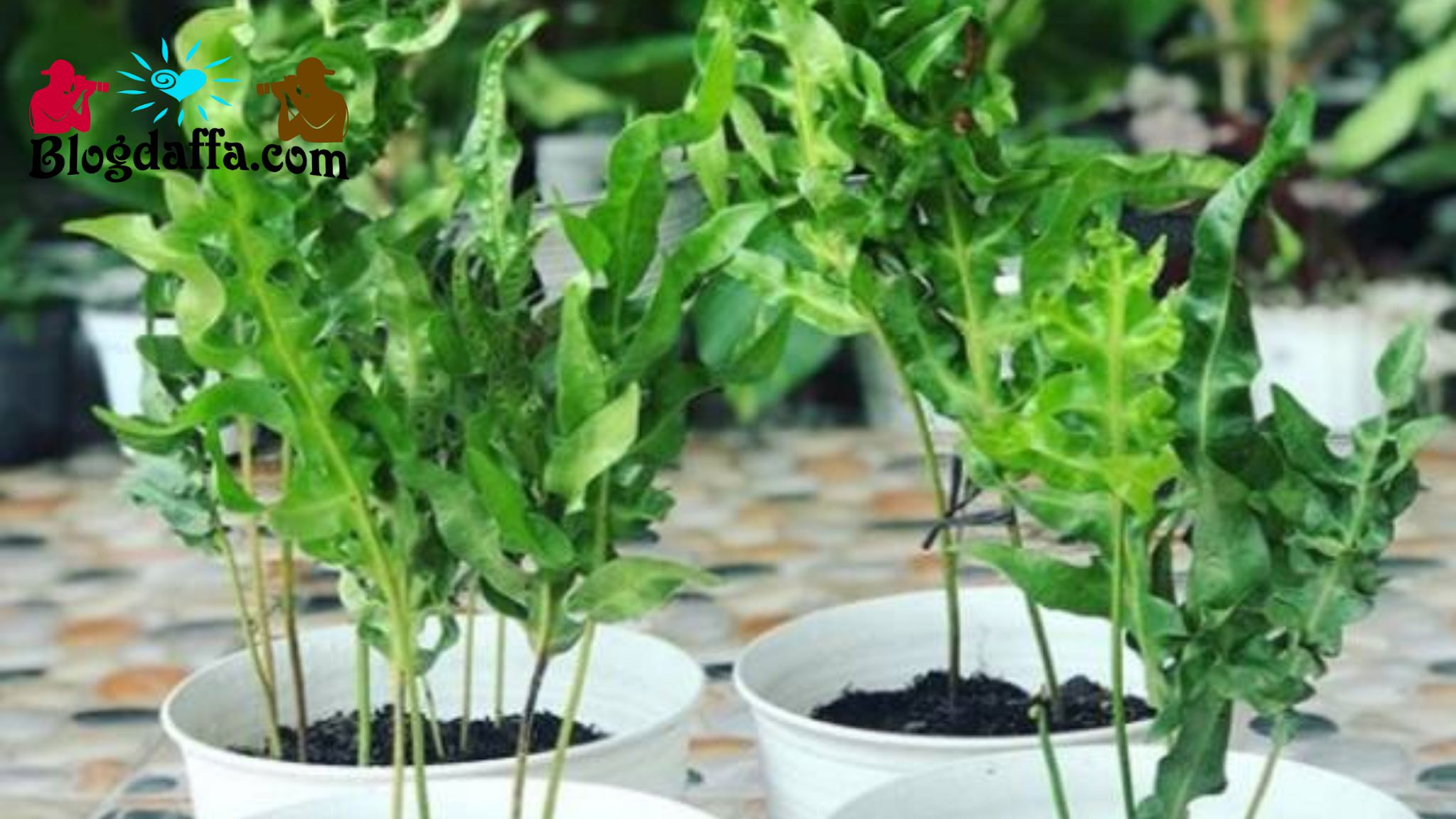 Serba Serbi Tanaman Hias Kadaka Jenis Sampai Cara Merawat Kadaka Salah Satu Jenis Tanaman Hias Termahal Di Indonesia Blogdaffa Com