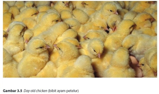 Materi Wirausaha Produk Produk Budidaya Ternak Unggas Petelur Pustaka Belajar