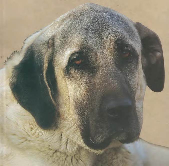 Çoban Kangal Köpeği İsmail Hakkı Altuntaş