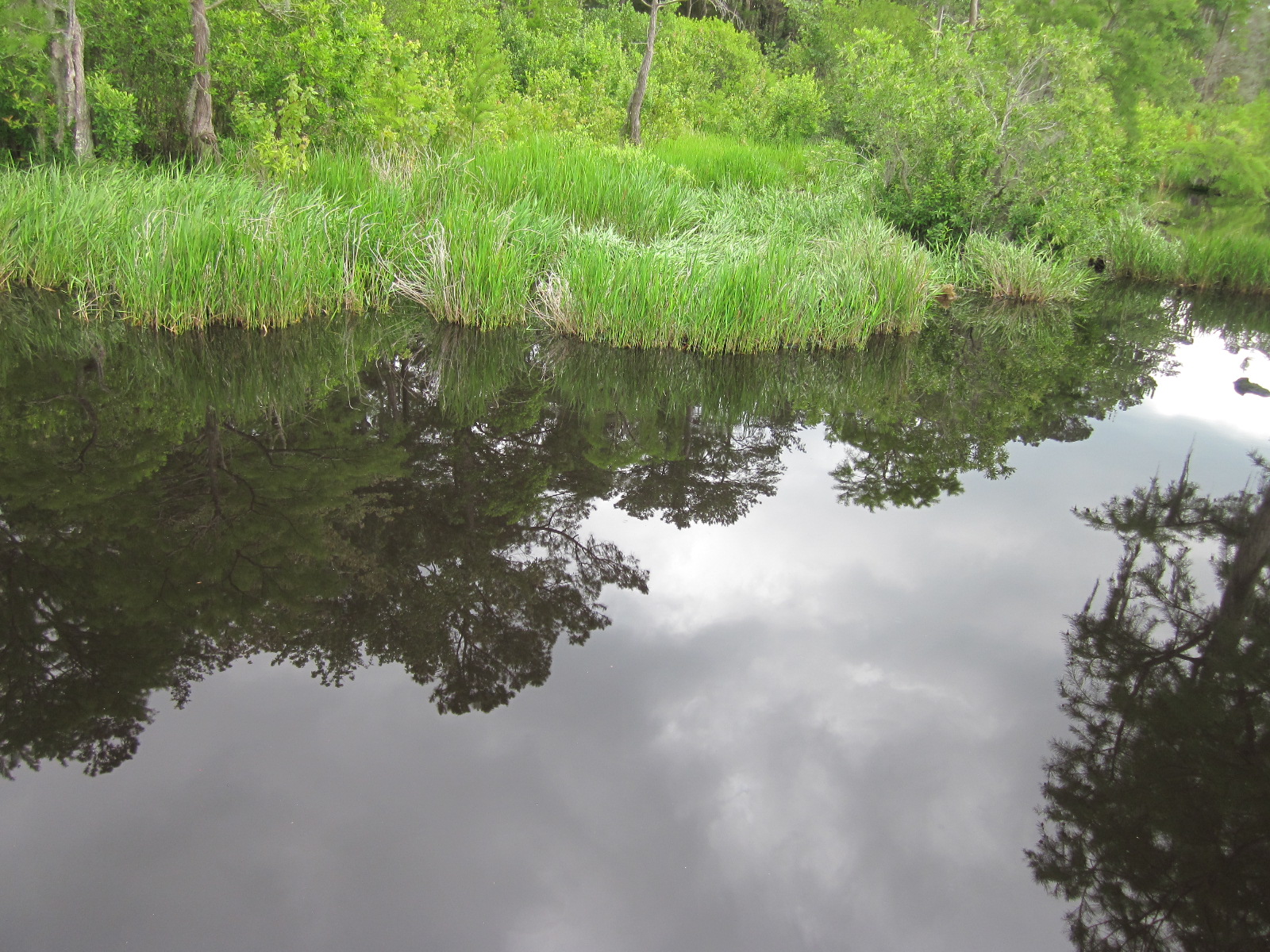 Travel NC With Kids Singletary Lake State Park Cypress Trees in the