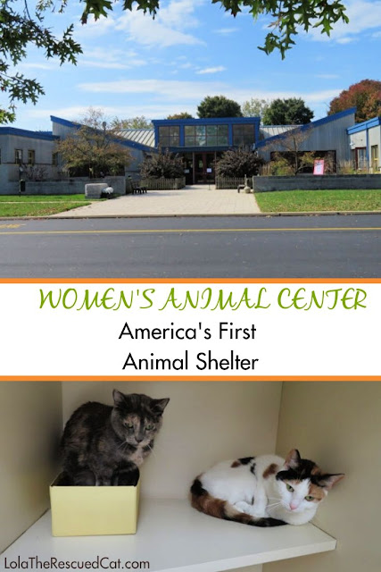 Women's Animal Center