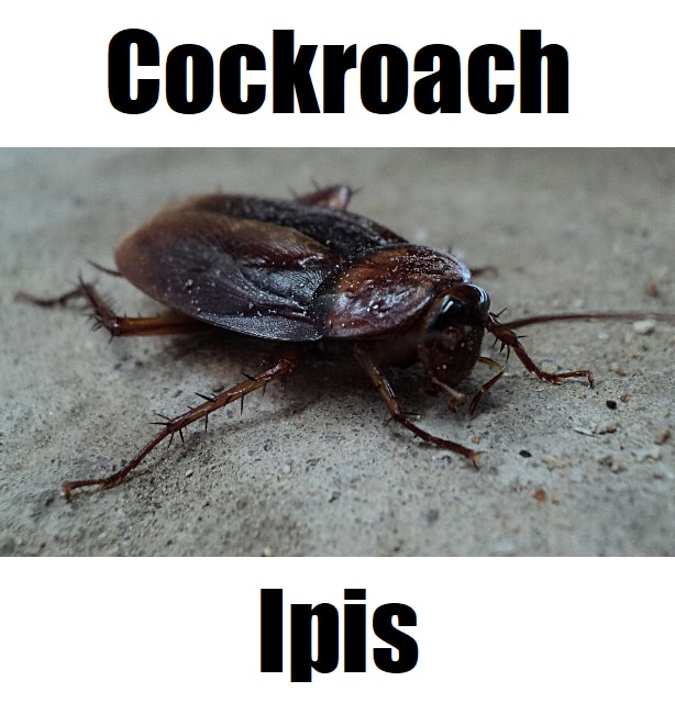 Cockroach in Tagalog