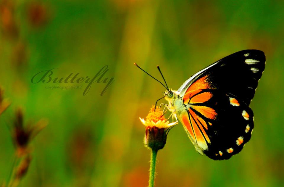 Amazing Butterfly Photograph | (Photos Area