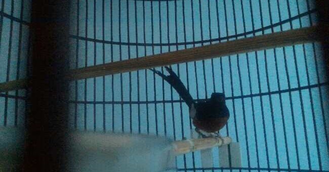 Cara Menjinakkan Murai Batu Tangkapan Hutan Liar Hobby Kece