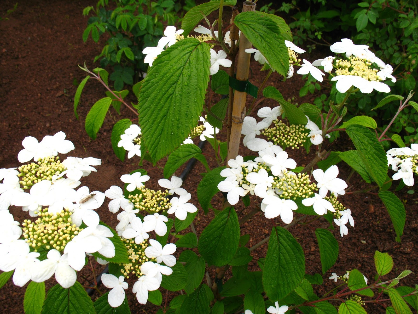 Collection Pepiniere La Simoniere Pdf Telechargement Gratuit