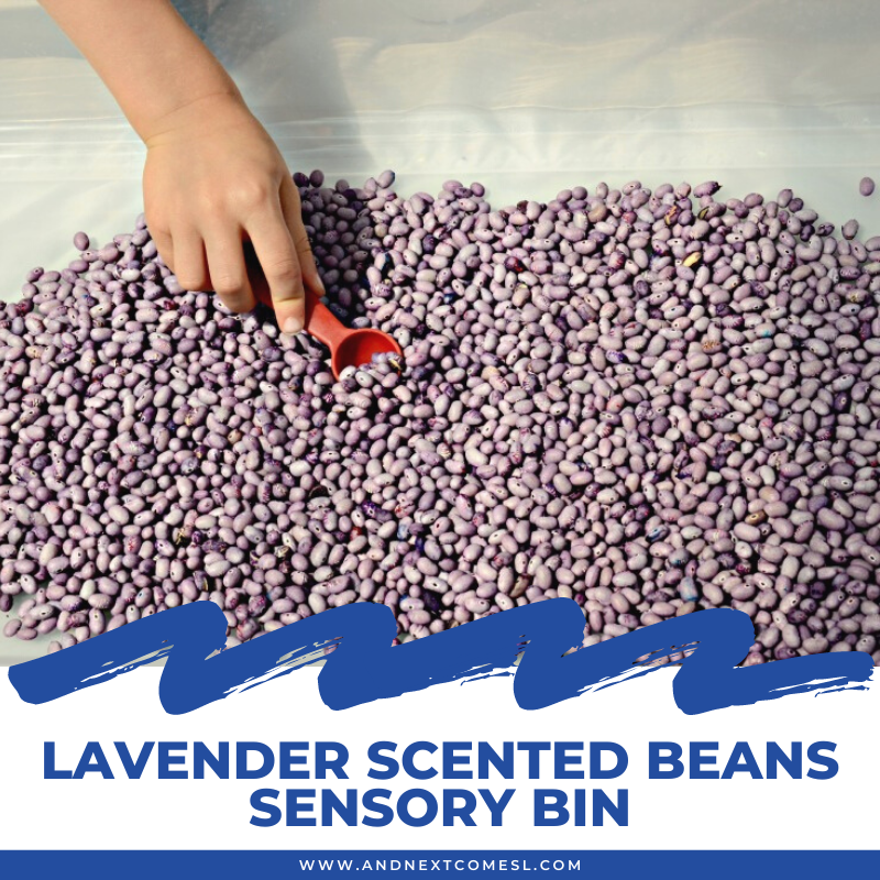 Lavender Scented Beans Sensory Bin And Next Comes L Hyperlexia Resources
