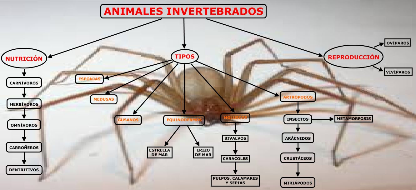 La libreta de Antonio: ANIMALES INVERTEBRADOS mapa conceptual