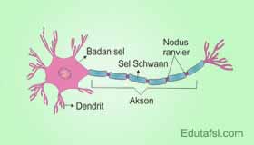 Konsep biologi