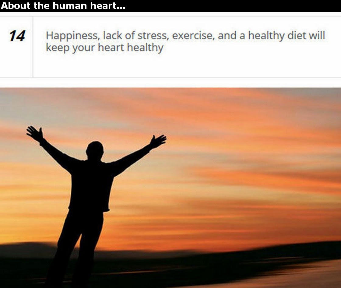 Chuck's Fun Page 2 Human Heart trivia 25 images