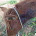 Prefeitura de Serrinha resgata dois cavalos alvejados com 5 tiros