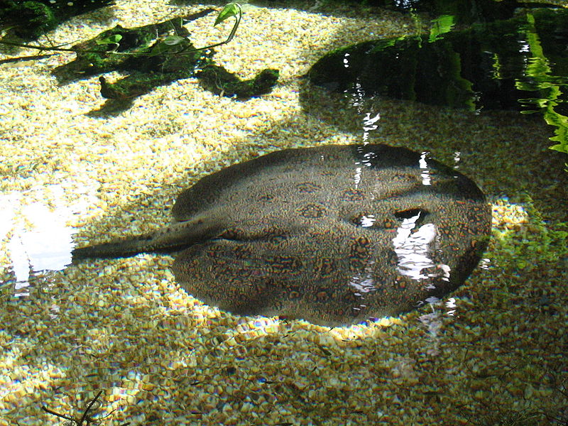 Artes de Pesca VAMOS A PESCAR POTAMOTRYGONIDAE; RHINOBATIDAE; UROLOPHIDAE