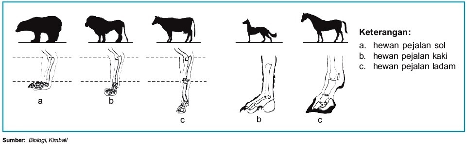 Mekanisme Gerak pada Hewan  Vertebrata 