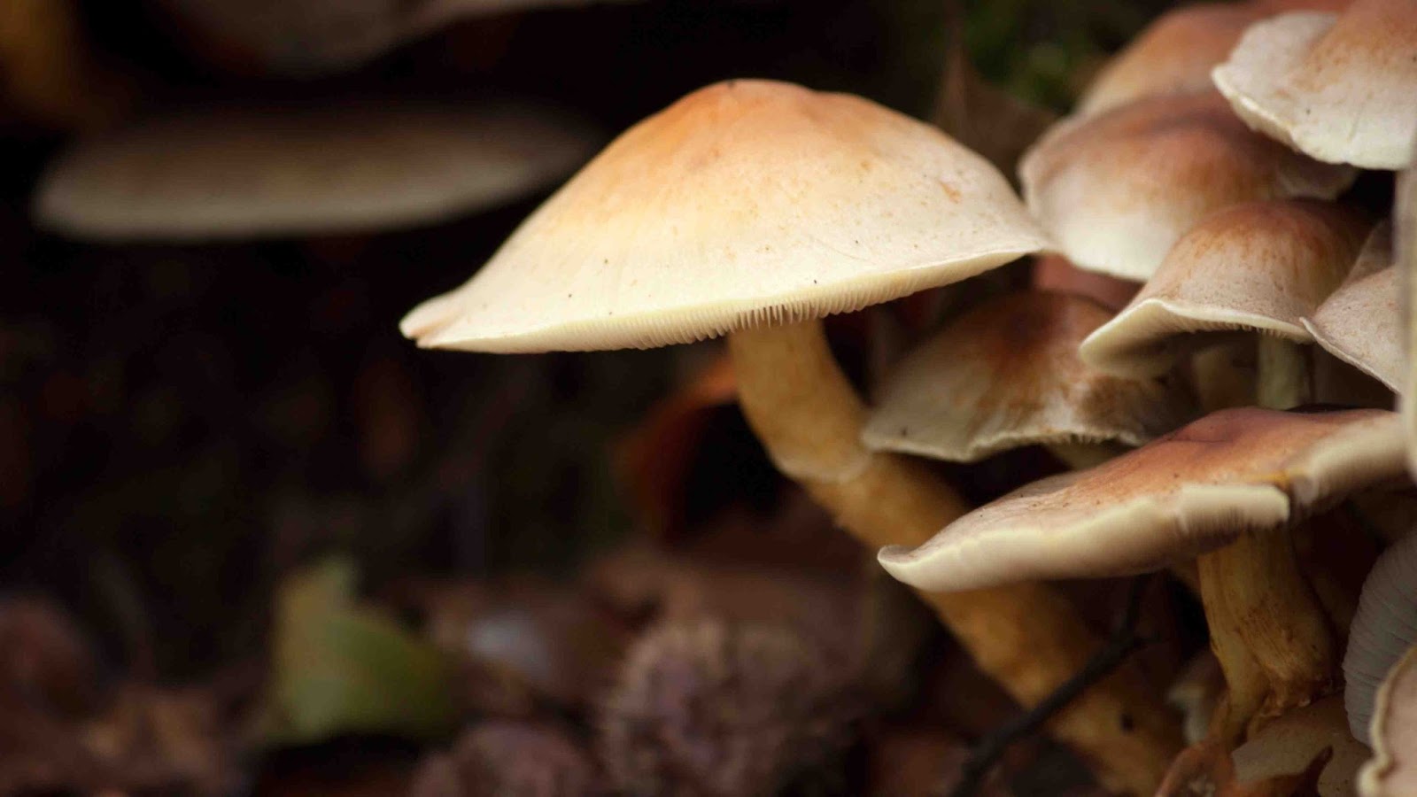 5 Kingdom Makhluk Hidup Kenal Sains