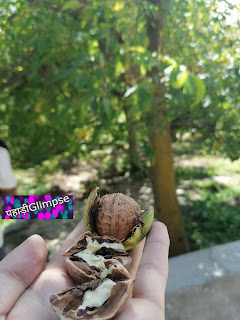 harsil valley uttarakhand distance from dehradun in hindi