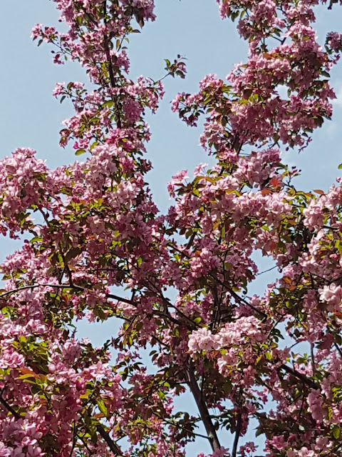 flowering crabapple trees Slate River