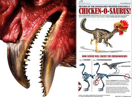 Chickenosaurus Teth
