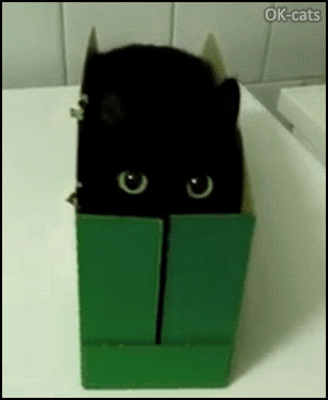 22+ Animated Cute Black Cat Gif Images
