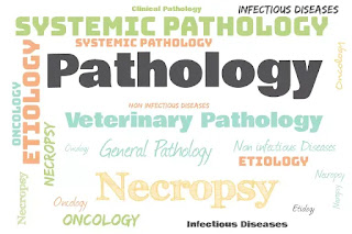 Systemic Veterinary Pathology word cloud