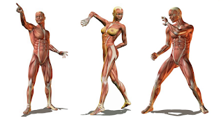 Anatomia en poses para diseño