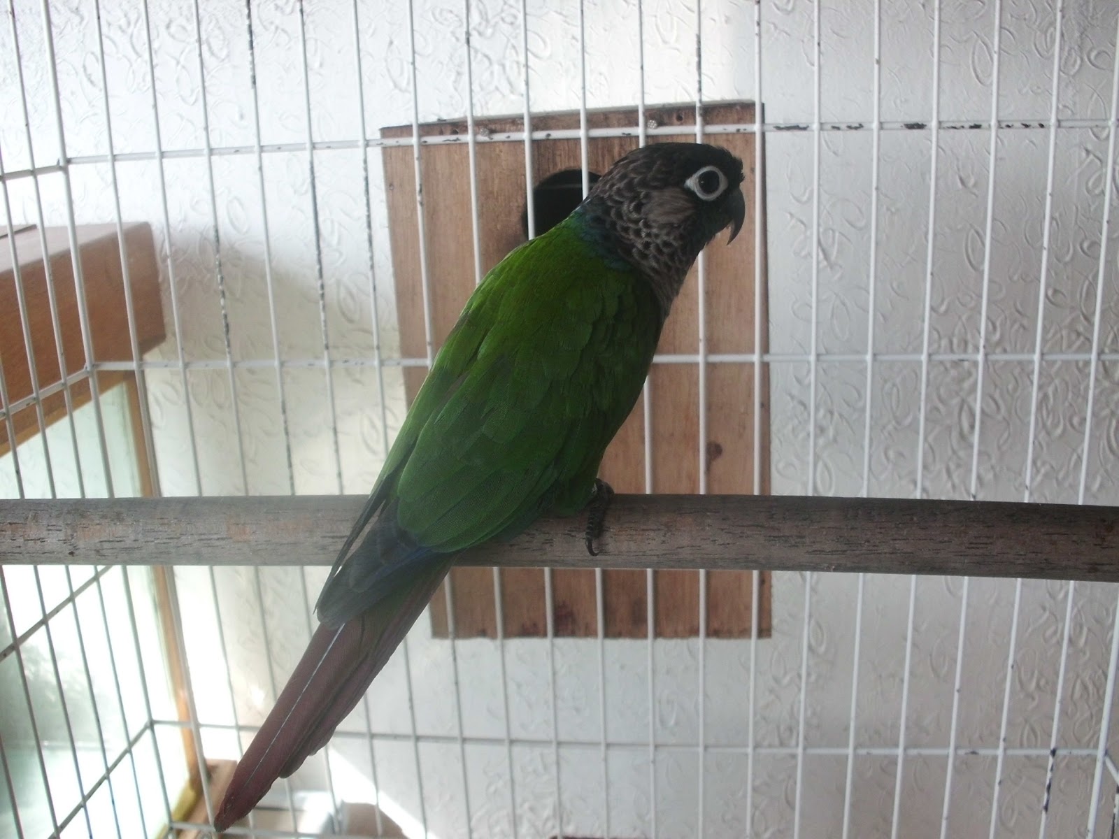 Pyrrhuras Brasil PYRRHURA LÉPIDA