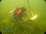 eelgrass monitoring