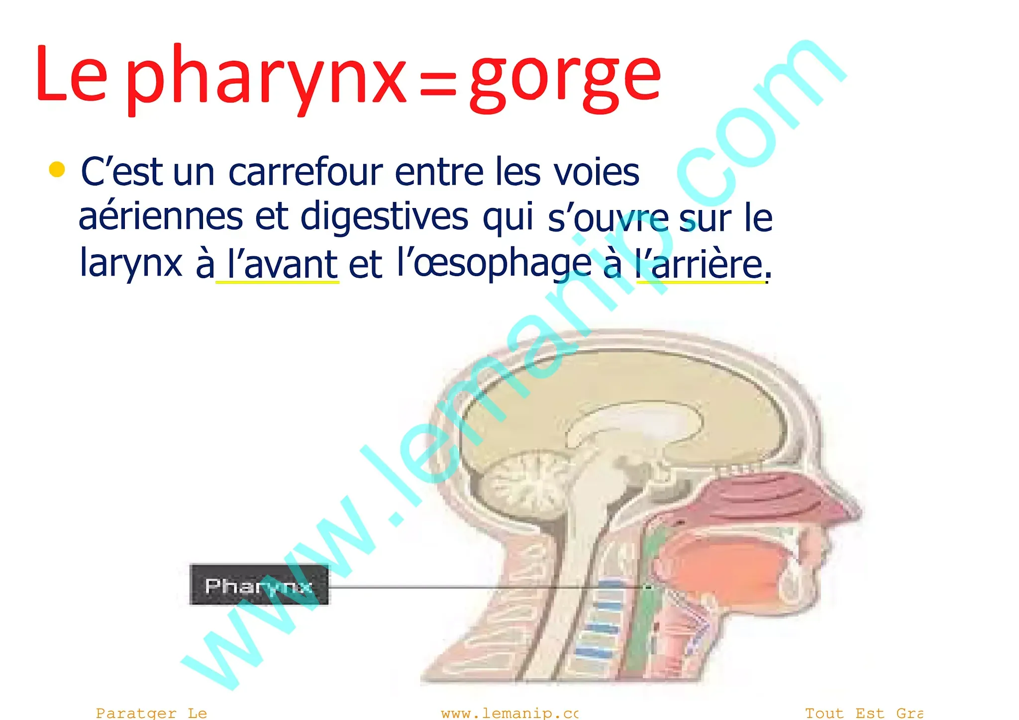 Pharynx = gorge