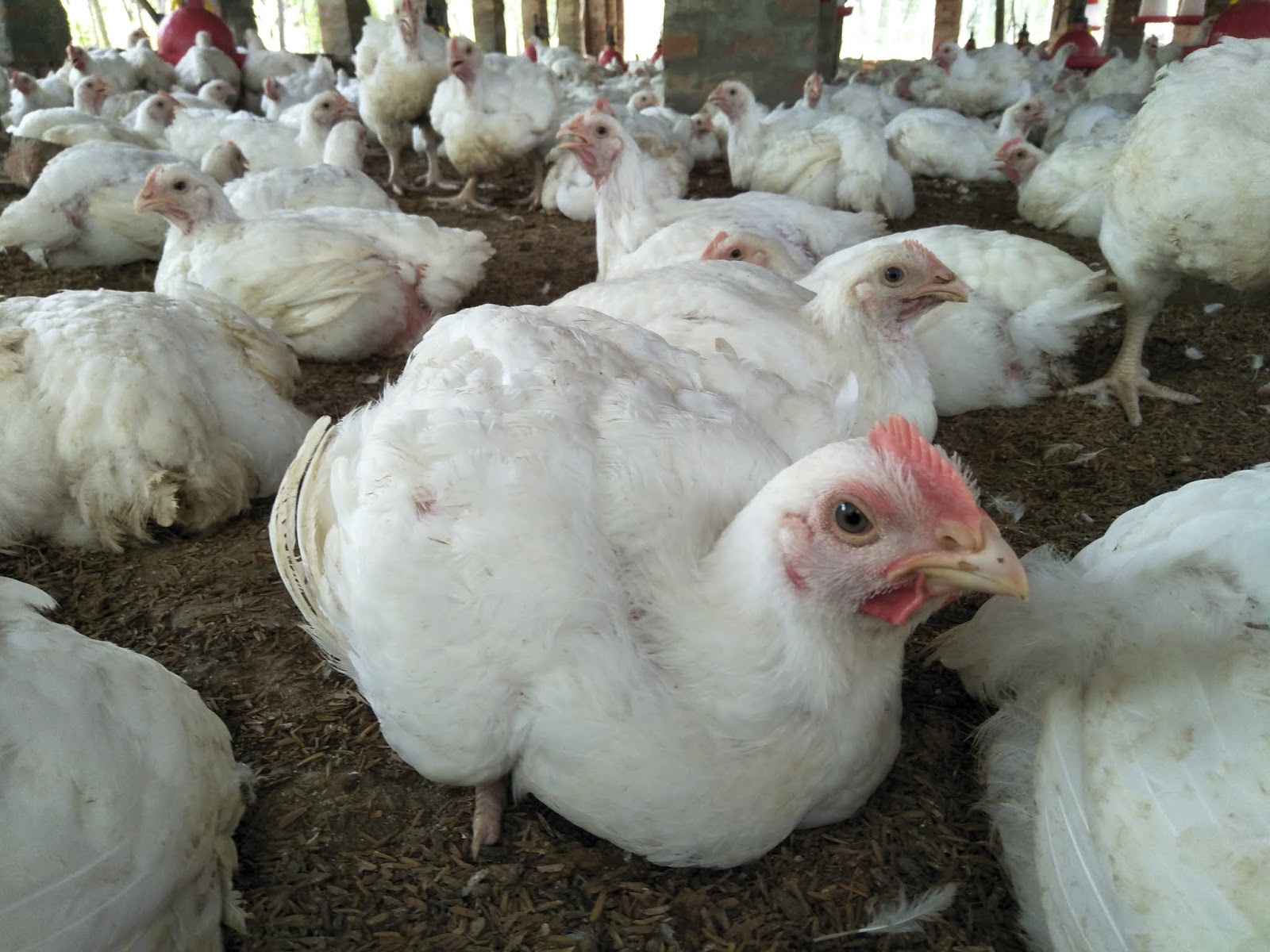 Types of Broiler Poultry (Chickens coop) Feed ll Types of Commercial