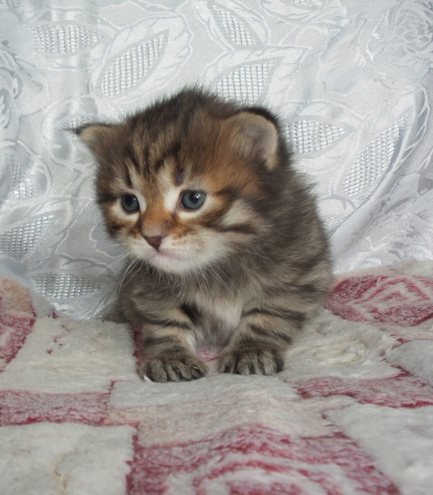 Купить кошку в кемерово. Котята из питомника. Сибирские котята малыши. Сибирские котята полтора месяца. Котёнок породы сибирской вислоухая.