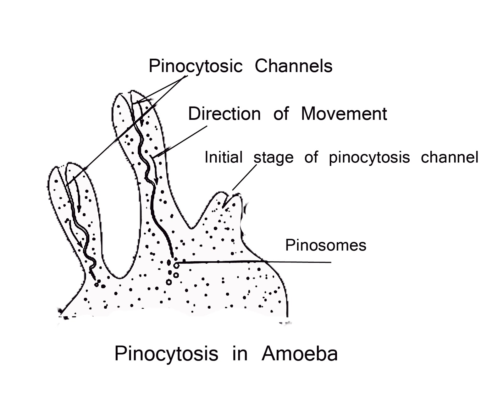 Animal Diversity- I Paper - I B. Sc.- I Zoology