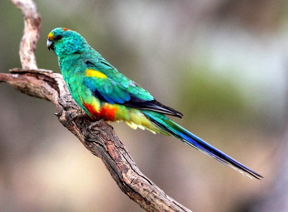 Tierra de papagayos, loros, cacatuas, pericos, cotorras y guacamayos