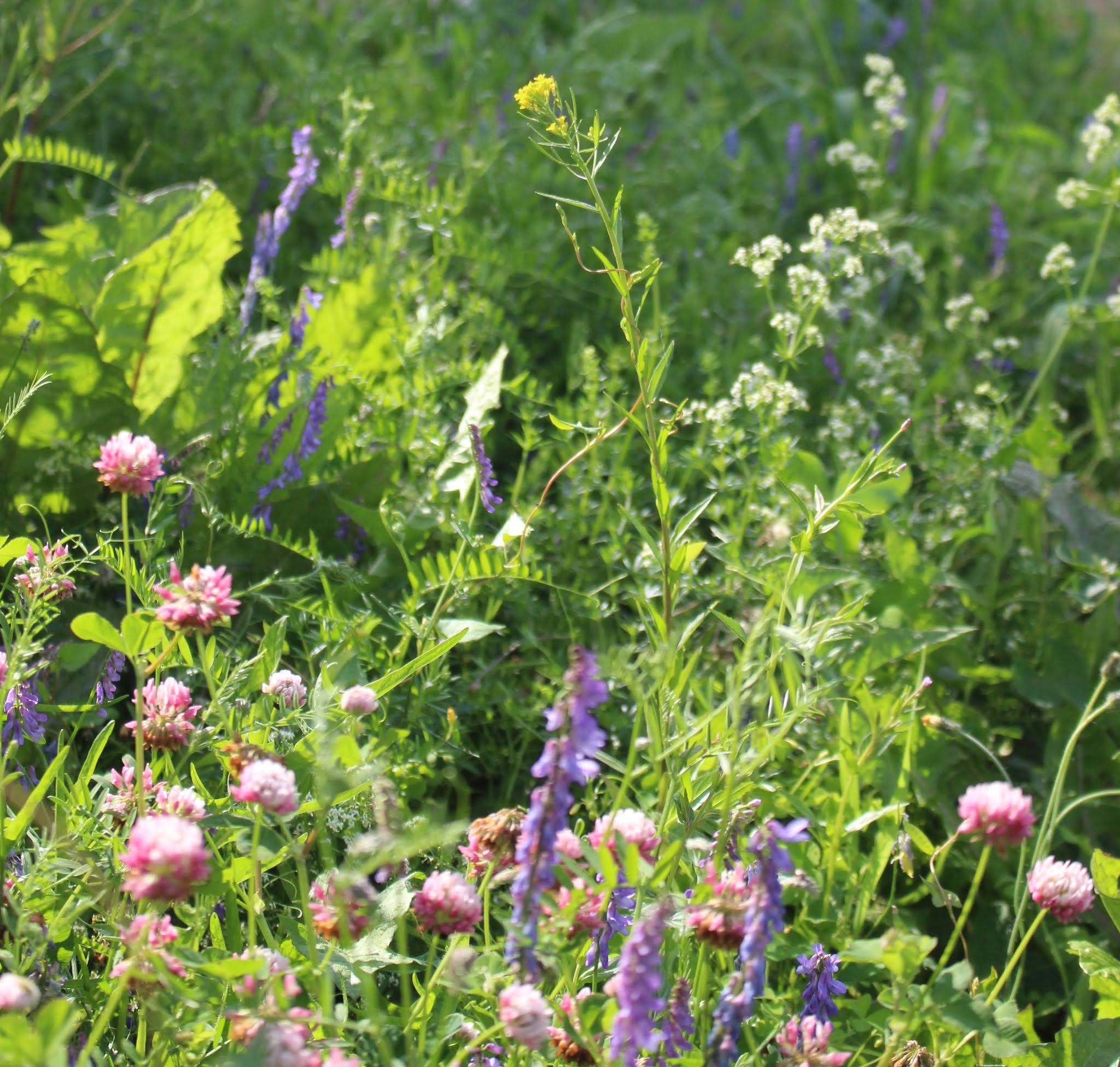 What's the buzz with ATTTA Floral Calendars as a Tool for Beekeepers