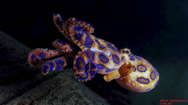 Blue Ring Octopus Adalah Jenis Ikan Laut Dalam Paling Menyeramkan, Predator Dan Unik