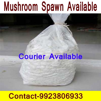 Buy Mushroom spawn from Biobritte Agro