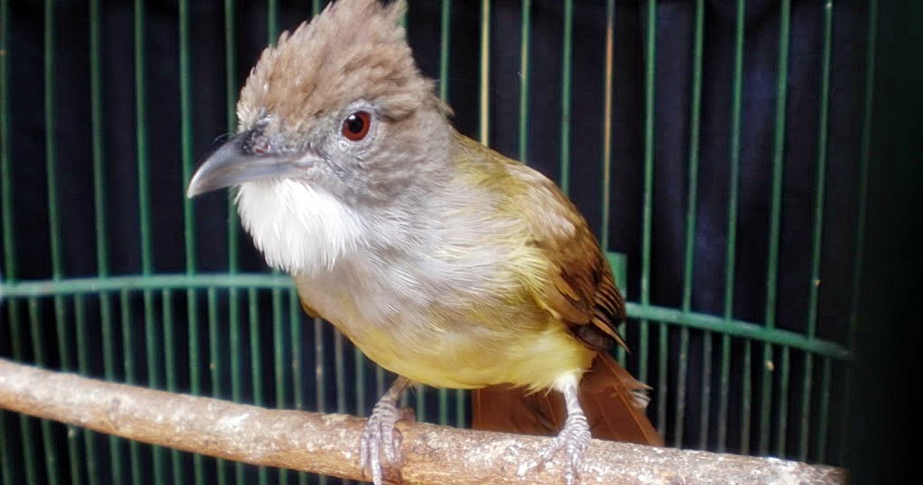 Informasi Seputar Makanan Burung Cucak Jenggot Yang Wajib Anda Ketahui