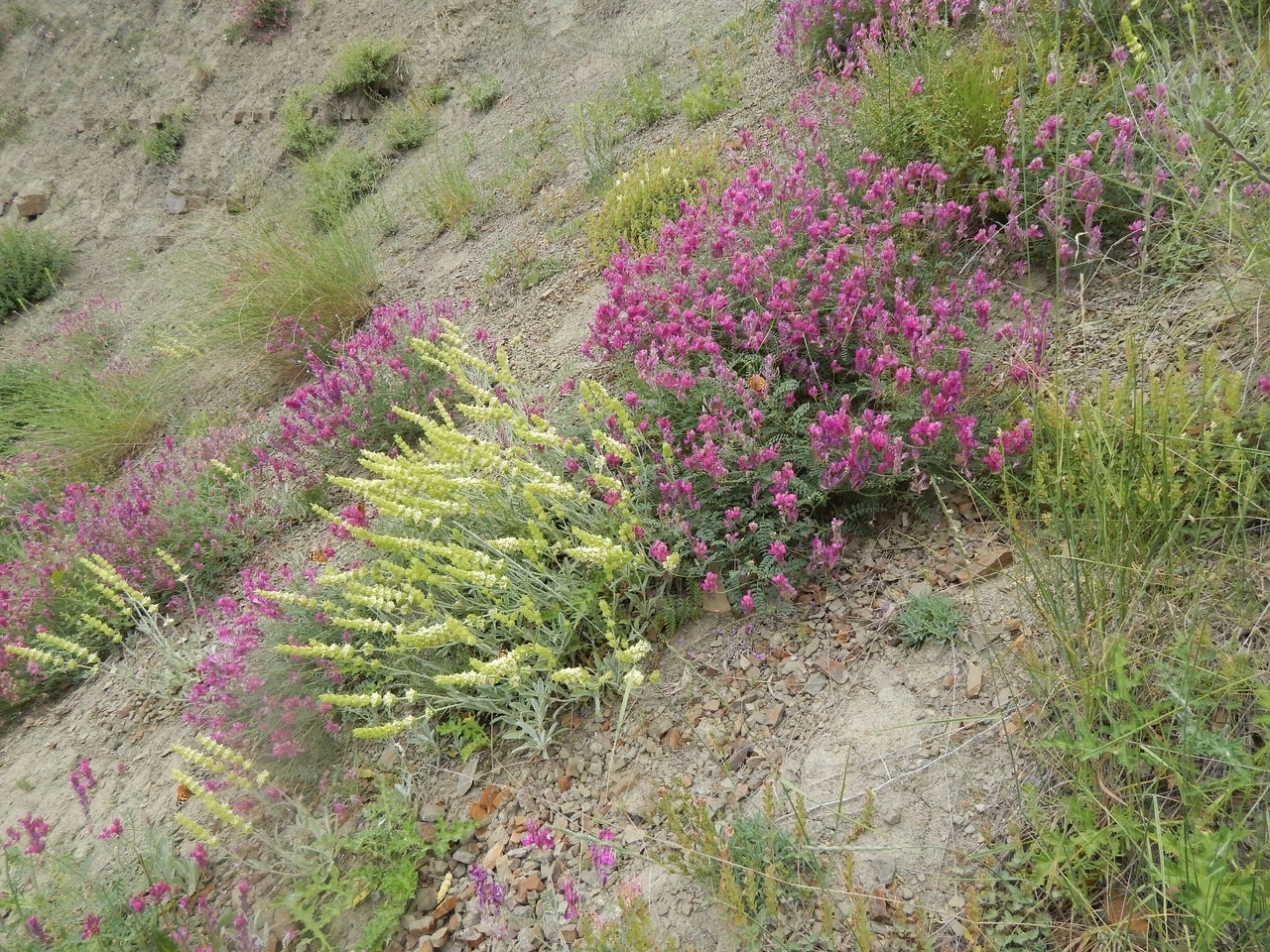 Железница кавказская. Крымские лечебные. Луговые растения крыма. Лимонник крымский (железница). Железница крымская.