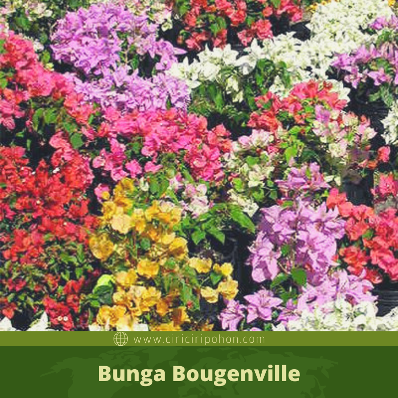 ciri ciri pohon Bunga Bougenville 